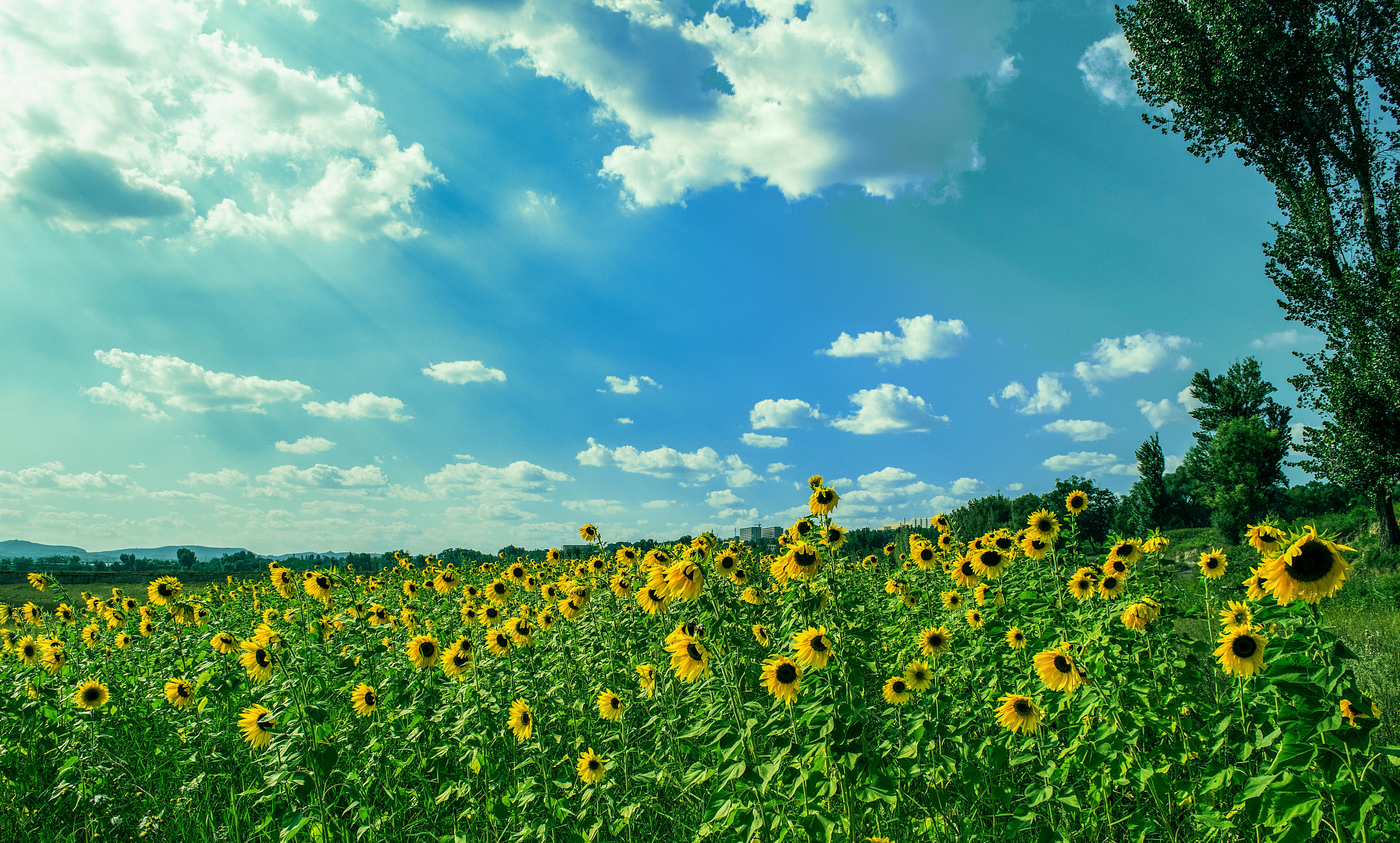 sunnysunflowers